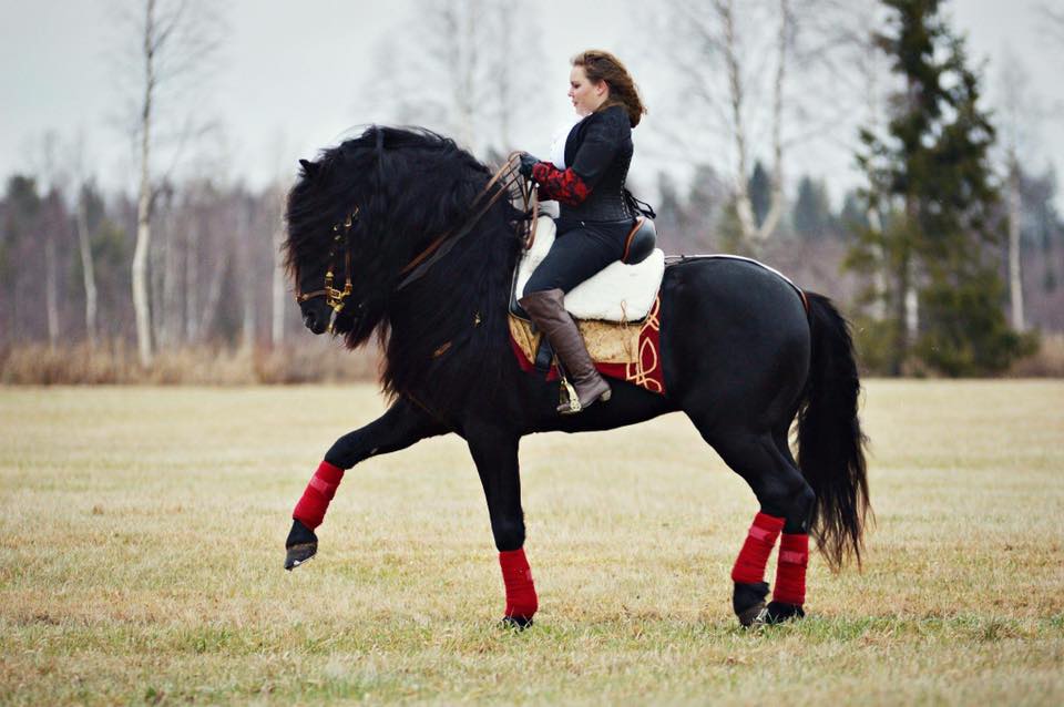 Espartaco, 75% PREx25% Friesian Stallion